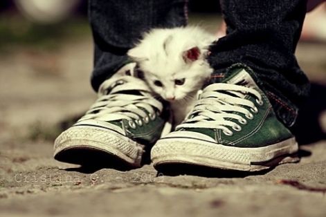 animal-boy-cat-converse-cute-favim.com-333372.jpg